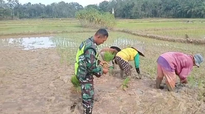 Babinsa Koramil 04/Thu Bantu Petani Tanam Padi Wujudkan Ketahanan Pangan