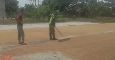 Wujudkan Gabah Berkualitas, Babinsa Bantu Jemur Padi