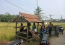 Babinsa Komsos Dengan Petani, Di Gubug Sawah