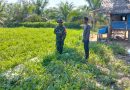 Babinsa Dukung Kegiatan Petani Semangka Di Desa Binaan