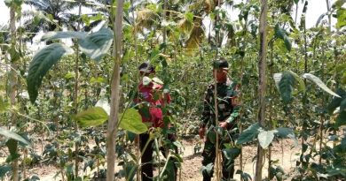 Bantu Rawat Tanaman Kacang Panjang, Babinsa Dampingi Petani Di Desa binaan