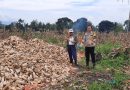 Polres Pagar Alam Dampingi Panen Jagung Warga Beringin Jaya, Dukung Ketahanan Pangan