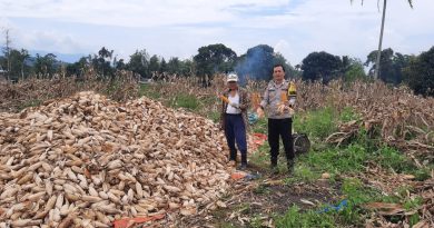 Polres Pagar Alam Dampingi Panen Jagung Warga Beringin Jaya, Dukung Ketahanan Pangan