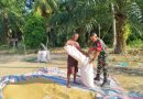 Koptu Sadina Ali, Babinsa Koramil 04/Bendahara Bantu Petani Jemur Padi