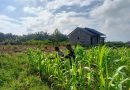 Serda Budi Utomo Dampingi Petani Rawat Tanaman Jagung