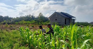 Serda Budi Utomo Dampingi Petani Rawat Tanaman Jagung
