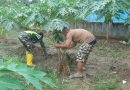 Melalui Komsos Babinsa Dampingi Petani Pepaya Membersihkan Gulma