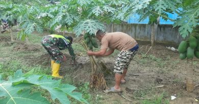 Melalui Komsos Babinsa Dampingi Petani Pepaya Membersihkan Gulma