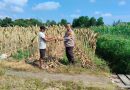 Giat Ketahanan Pangan Kapolsek Payung Sekaki Pekan Baru, RAFIDIN L. GAOL.S.H.M.M.   