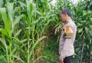 Kapolres Pagar Alam Januar Kencana Setia Persada Monitoring Lahan Jagung Di Kelurahan Beringin Jaya Berjalan Optimal 