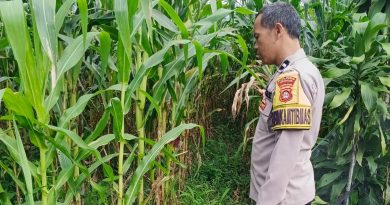 Kapolres Pagar Alam Januar Kencana Setia Persada Monitoring Lahan Jagung Di Kelurahan Beringin Jaya Berjalan Optimal 