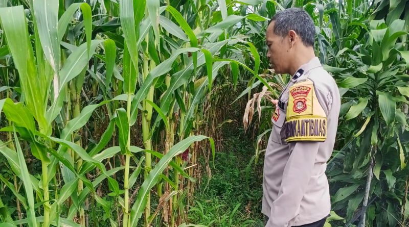 Kapolres Pagar Alam Januar Kencana Setia Persada Monitoring Lahan Jagung Di Kelurahan Beringin Jaya Berjalan Optimal 