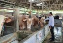 Perketat pengawasan,Dinas Pertanian Kabupaten Cirebon Periksa 11.727 Hewan Kurban Jelang Iduladha 2026