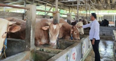 Perketat pengawasan,Dinas Pertanian Kabupaten Cirebon Periksa 11.727 Hewan Kurban Jelang Iduladha 2026