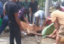 Qurban 7 ekor sapi dan 3 Ekor Kambing,  Warga Rt 27 dan 37 Mayang Mangurai Kota Jambi Kompak dan Solid