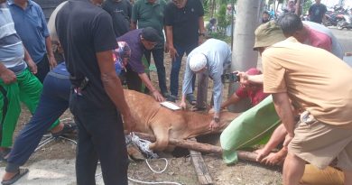 Qurban 7 ekor sapi dan 3 Ekor Kambing,  Warga Rt 27 dan 37 Mayang Mangurai Kota Jambi Kompak dan Solid