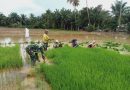 Babinsa Bersama Petani Cabut Benih Padi Siap Tanam