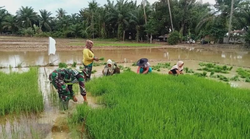 Babinsa Bersama Petani Cabut Benih Padi Siap Tanam