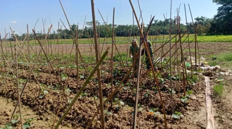 Tingkatkan Ketahanan Pangan, Babinsa Aktif Dampingi Petani Timun Di Wilayah Binaan