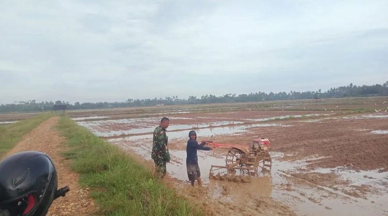 Musim Tanam Tiba, Babinsa Bantu Petani Bajak Sawah Dengan Traktor