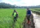 Antisipasi Serangan Hama, Babinsa Dampingi Petani Semprot Tanaman Padi