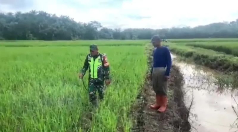 Antisipasi Serangan Hama, Babinsa Dampingi Petani Semprot Tanaman Padi