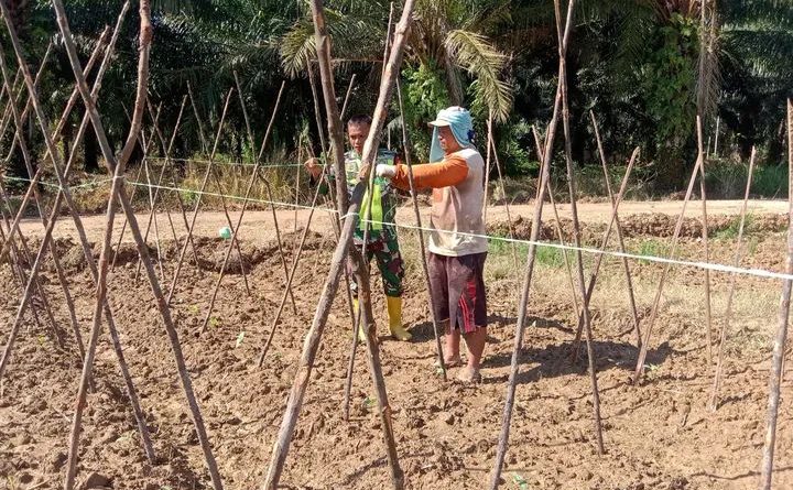 Babinsa Bantu Petani Pasang Lanjaran Tanaman Kacang Panjang