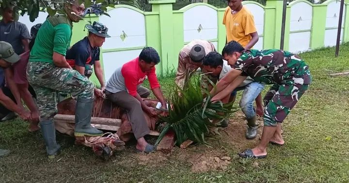 Idul Adha 1447 H, Kodim 0117/Aceh Tamiang Potong Hewan Kurban