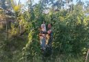 Sertu Riki Bantu Petani Rawat Tanaman Kacang Panjang