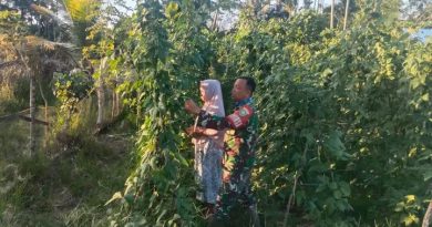 Sertu Riki Bantu Petani Rawat Tanaman Kacang Panjang