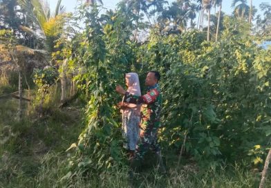 Sertu Riki Bantu Petani Rawat Tanaman Kacang Panjang
