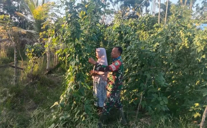Sertu Riki Bantu Petani Rawat Tanaman Kacang Panjang