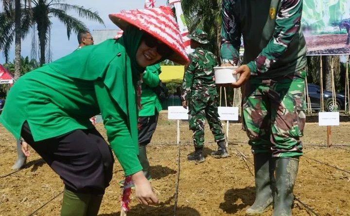 Bupati Tamiang Hadiri Kegiatan Penaman Jagung Perdana dilahan Kompi Produksi