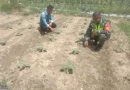 Sertu Suardi Dampingi Petani Merawat Tanaman Terong Ungu Milik Warga Desa Binaan
