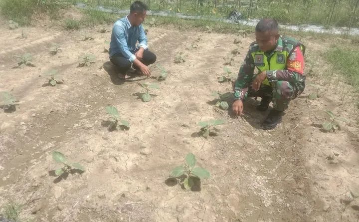 Sertu Suardi Dampingi Petani Merawat Tanaman Terong Ungu Milik Warga Desa Binaan