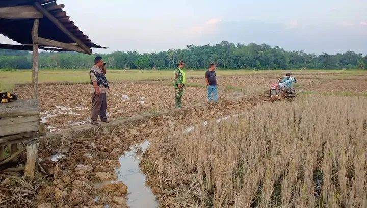 Sertu Syamsuar Dampingi Petani Bajak Sawah Dengan Traktor