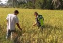 Serka Ahmad Pantau Padi Siap Panen Milik Petani Warga Desa Binaan