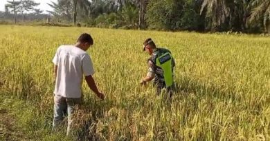 Serka Ahmad Pantau Padi Siap Panen Milik Petani Warga Desa Binaan
