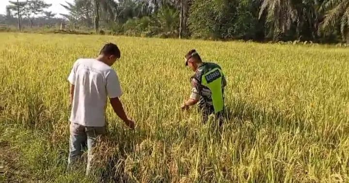 Serka Ahmad Pantau Padi Siap Panen Milik Petani Warga Desa Binaan