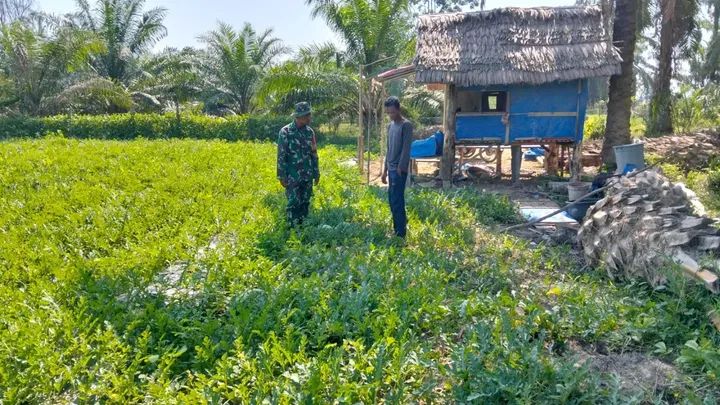 Melalui Komsos, Babinsa Koramil 03/Manyak Payed Dukung Kegiatan Petani Semangka Desa Binaan