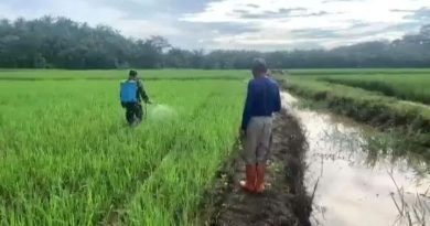 Sertu Suhendra Laksanakan Komsos Bantu Petani Semprot Tanaman Padi