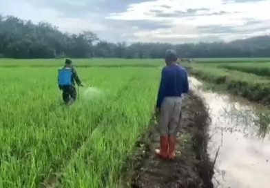 Sertu Suhendra Laksanakan Komsos Bantu Petani Semprot Tanaman Padi