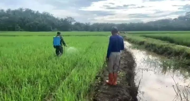Sertu Suhendra Laksanakan Komsos Bantu Petani Semprot Tanaman Padi