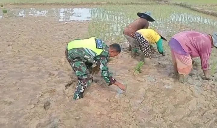 Untuk Tingkatkan Ketahanan Pangan, Babinsa Bantu Petani Tanam Padi