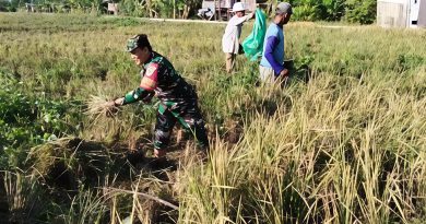 Babinsa Pegambiran Dampingi Panen Padi, Wujud Dukungan Ketahanan Pangan Nasional.