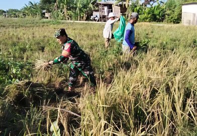 Babinsa Pegambiran Dampingi Panen Padi, Wujud Dukungan Ketahanan Pangan Nasional.