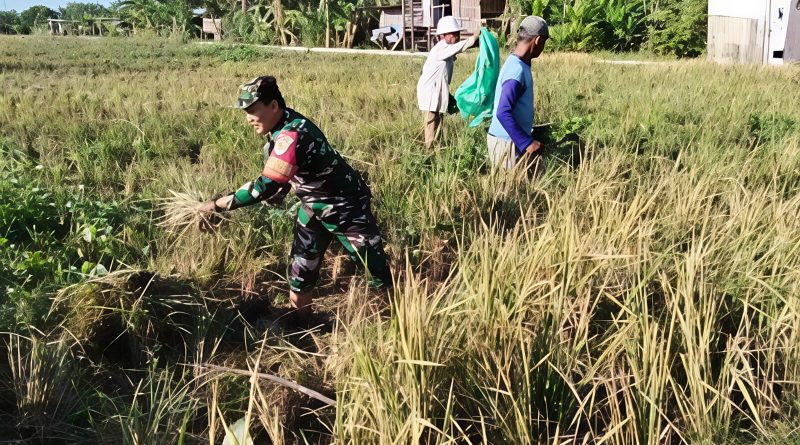 Babinsa Pegambiran Dampingi Panen Padi, Wujud Dukungan Ketahanan Pangan Nasional.