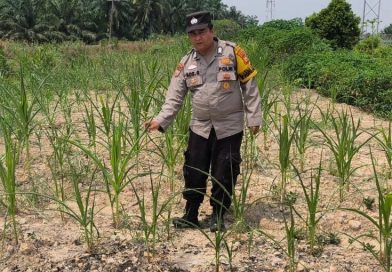 Bhabinkamtibmas Kelurahan Sungai Rangau Cek Ketahanan Pangan Jagung Pipil   