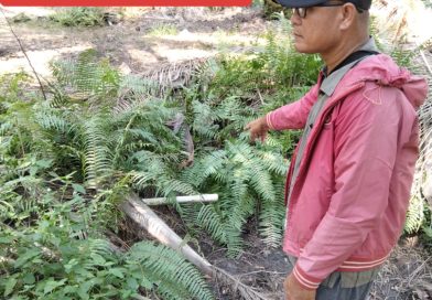 DPP LSM KPK Riau Soroti Dugaan Perusakan Mangrove dan Pembuangan Limbah PKS PT MMJ di Pulau Rupat