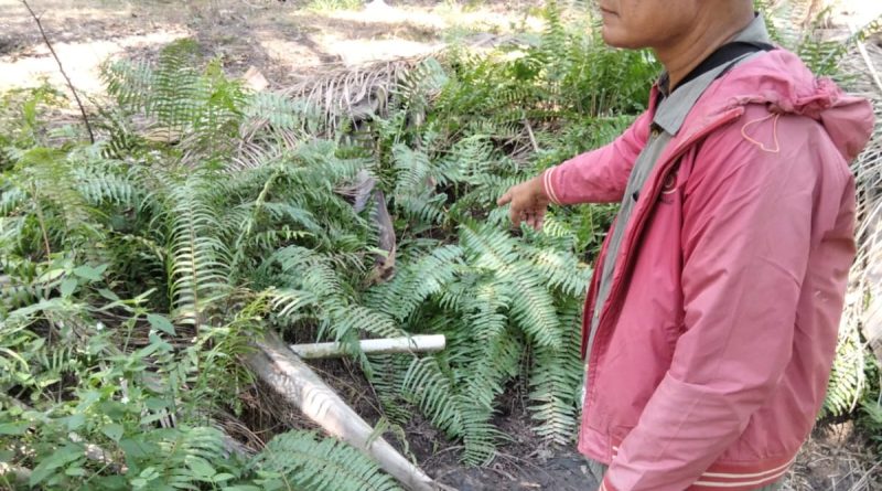 DPP LSM KPK Riau Soroti Dugaan Perusakan Mangrove dan Pembuangan Limbah PKS PT MMJ di Pulau Rupat